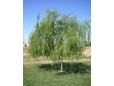 Salix Babilonica (Salcie plângătoare)